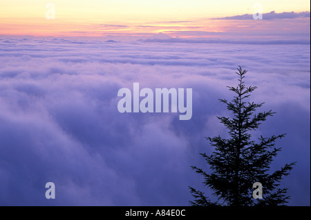 Baum Silhouette gegen Sonnenaufgang und Wolken Lookout Rock Heart von Hills Road Olympic Nationalpark Washington Stockfoto