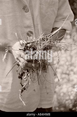 Frau im Garten, hält Unkraut Stockfoto