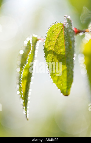 Emergent Blatt von Katsura Baum Frühling mit Tautropfen 'Cercidiphyllum Japonicum' Stockfoto