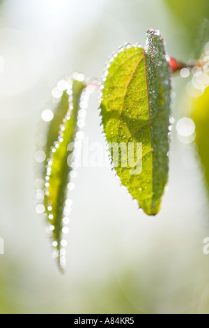 Emergent Blatt von Katsura Baum Frühling mit Tautropfen 'Cercidiphyllum Japonicum' Stockfoto