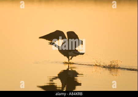 Kanada-Gans nehmen Flug bei Sonnenaufgang Norfolk Broads UK 'Branta Canadensis' Stockfoto