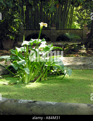 Calla-Blüte im Botanischen Garten von Pisa-Toskana-Italien Stockfoto