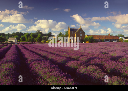 Caley Mühle und Norfolk Lavender Heacham Norfolk England UK Stockfoto