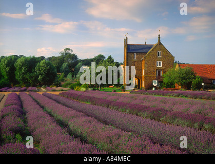 Caley Mühle und Norfolk Lavender Heacham Norfolk England UK Stockfoto