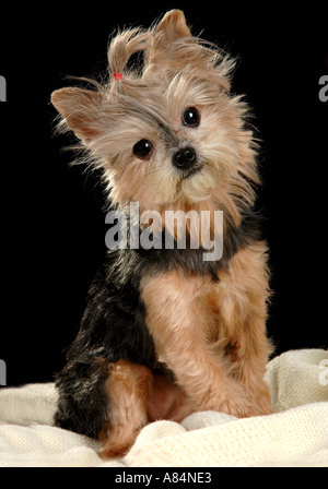 Daisy, der süßeste Hund herum, schlägt ihre Posen für die Kamera mit Persönlichkeit. Stockfoto