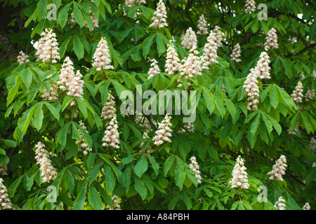 Blumen Aesculus Hippocastanum Rosskastanie Stockfoto