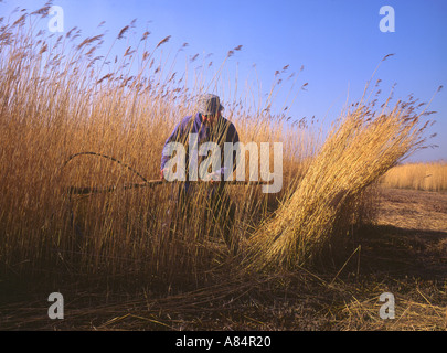 Eric Edwards Broads Behörde Marshman wie Hill Nature Reserve in Norfolk England UK Stockfoto