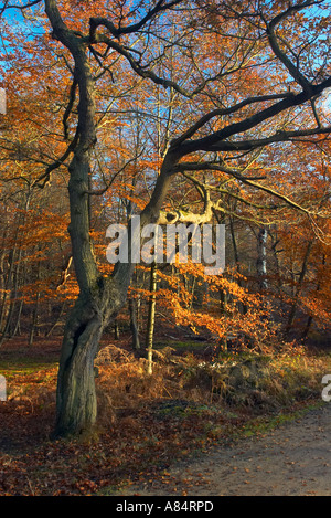 Schöne Herbstfärbung an Bäumen im Epping Forest London UK Stockfoto