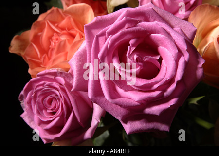 Bunte Rosenstrauß vor schwarzem Samt Hintergrund Stockfoto