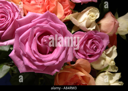 Bunte Rosenstrauß vor schwarzem Samt Hintergrund Stockfoto