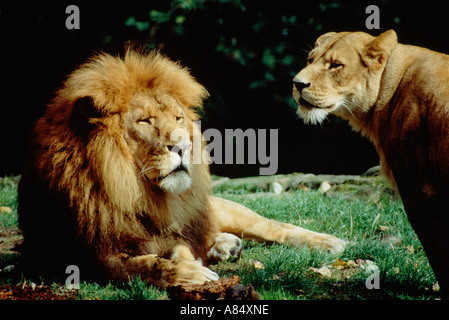 Afrikanischer Löwe und Löwin im Zoo im Freien Gehäuse. England. Großbritannien. Nach oben Schließen Stockfoto