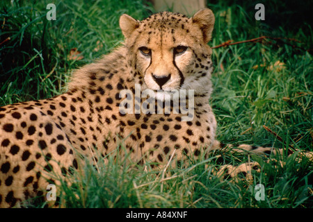 Nahaufnahme von Gepard. Erwachsenen Tier im Gras liegen. Zoo-Gehäuse. England. UK. Stockfoto