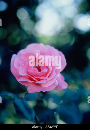 Nahaufnahme der wachsenden rosa Rose. Stockfoto
