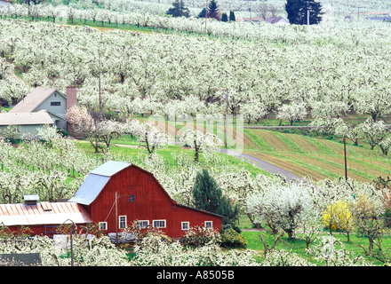 Rote Scheune in blühende Birne Obstgärten Hood River, Oregon Stockfoto