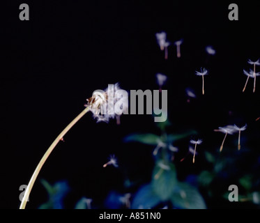 Schließen Sie die seitliche Ansicht des Löwenzahns Uhr Samen weht. Stockfoto