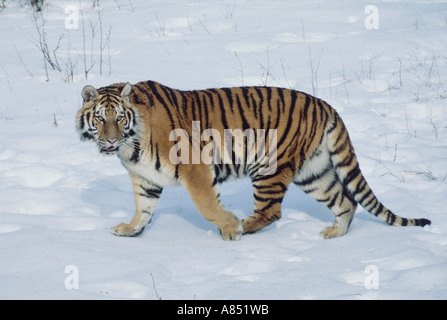 Sibirischer Tiger im Schnee. Stockfoto