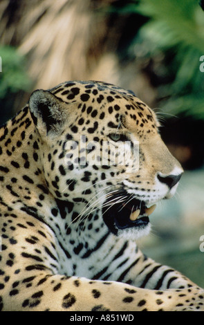 Tierwelt. Südamerikanischen Säugetier. Jaguar. Nahaufnahme von Erwachsenen Tier im Zoo-Gehege. [Panthera Onca]. USA. San Diego Zoo. Stockfoto
