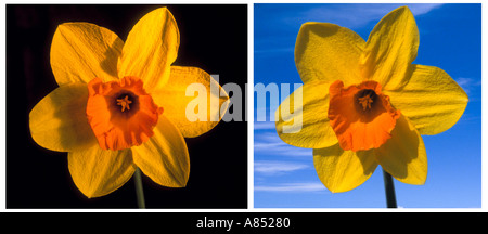 Tag und Nacht zwei Narzissen Stockfoto