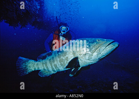 Scuba Diver Frau mit Mündung Kartoffel Kabeljau. Stockfoto