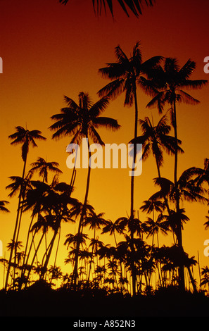 Australien. Pazifik. Lord-Howe-Insel. Kokosnuss Palmen Silhouetten bei Sonnenaufgang. Stockfoto