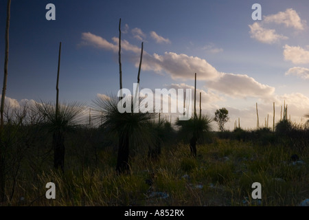 Bereich der australischen Blackboy Pflanzen in Silhouette Form in der Abenddämmerung im Yanchep National Park, Western Australia Stockfoto