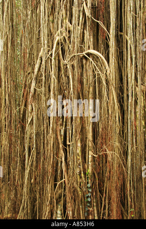 Wurzeln der Curtain Fig Tree in Atherton Tablelands nahe Yungaburra in Queensland-Australien Stockfoto