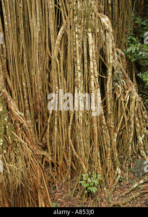 Wurzeln der Curtain Fig Tree in Atherton Tablelands nahe Yungaburra in Queensland-Australien Stockfoto