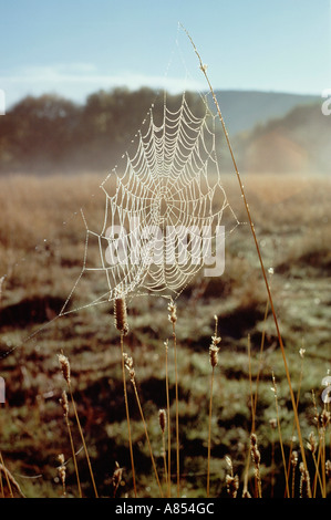 Spider Web Spinnennetz bedeckt im frühen Morgentau. Stockfoto