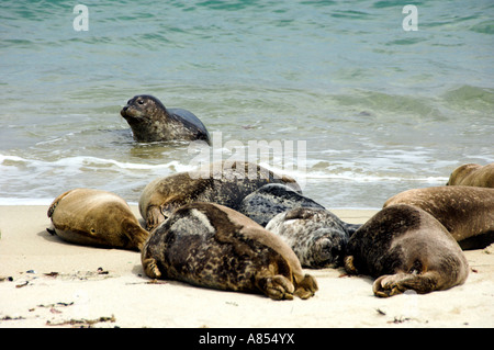 Robbenbabies und Frauen holte am Strand von La Jolla, Kalifornien USA Stockfoto