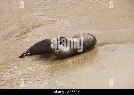 Ein Seal Pup und Mutter Interaktion am Strand von La Jolla California USA Stockfoto