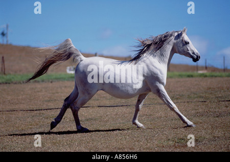 Australien. Queensland. Seitenansicht des grauen Arabische Stute Pferd im Paddock galoppieren. Stockfoto