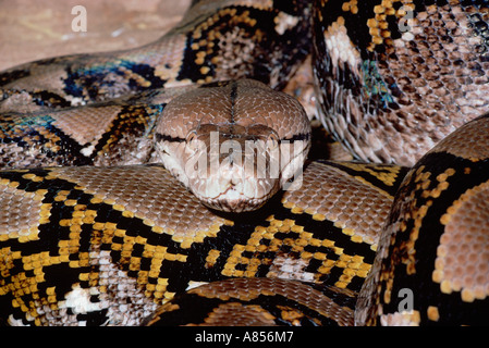 Australia Zoo. Reptile. Schlange. Nahaufnahme der Netzpython. Stockfoto