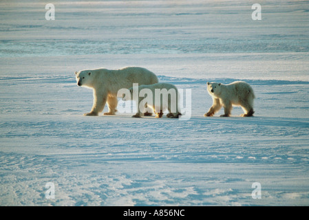 Tierwelt-Säugetier Bär Eisbär-Familie. Erwachsene Mutter und zwei jungen. Stockfoto
