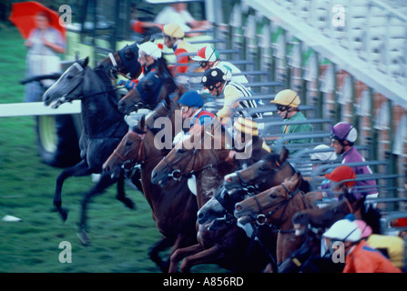 Pferderennen auf Rasen. Rennbahn Starttor. Stockfoto