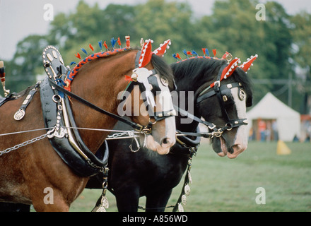 Vereinigtes Königreich. England. Suffolk. Nahaufnahme von zwei Shire-Pferden bei der Country Show. Stockfoto