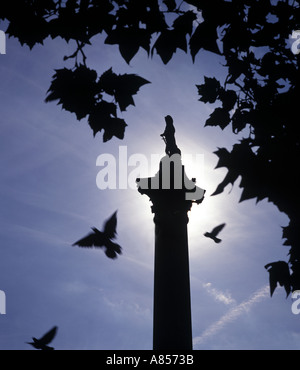 Nelson Säule. Silhouette des Nelson Säule auf dem Trafalgar Square in London, England, Vereinigtes Königreich Stockfoto