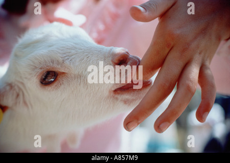 Nahaufnahme der Zicklein Spanferkel auf jemandes Finger. Stockfoto