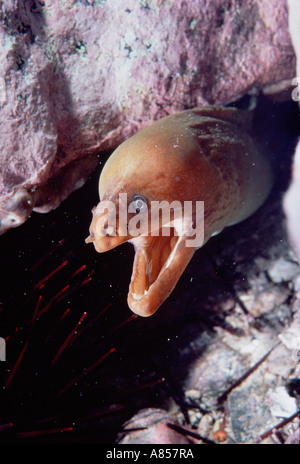 Tierwelt. Fisch/Bartmännchen. Grüne Muräne. Australien. Gymnothorax Prasinus. Echelidae. Stockfoto