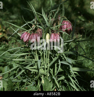 Snake s Kopf Fritillary Fritillaria Meleagris Gruppe Blüte gesprenkelt Sonnenlicht mit einer einzigen weißen Blume Stockfoto