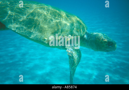 Unechte Karettschildkröte unter Wasser Stockfoto