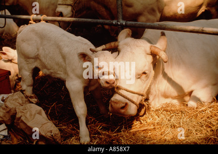 Vereinigtes Königreich. England. Warwick. Nahaufnahme von Vieh Kuh mit Kalb im Stift auf der Farm zeigen. Stockfoto