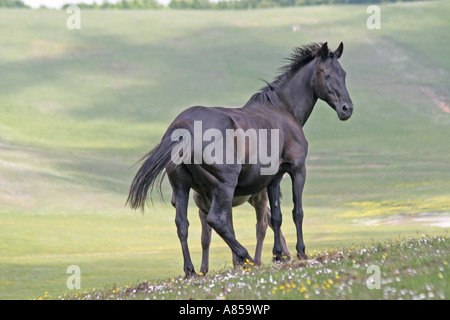 Eine Stute und ihr Fohlen bewegen sich frei auf den Weiden der Sibillini Nationalpark in der Provinz Le Marche in Italien Stockfoto