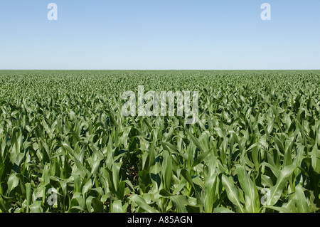 Zuckerrohr (Saccharum) Pflanzen zur Herstellung von Ethanol-Kraftstoff in einem Feld in der Nähe von Mineirds in Brasilien wächst. Stockfoto