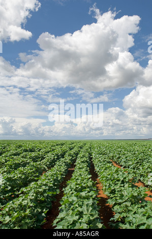 In der Nähe von Mineirds neben der BR364 Straße in Brasilien Reihen von Soja Bohnen (Glycine max) Pflanzen wachsen in einem Feld. Stockfoto