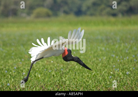 Jabiru (Jabiru Mycteria) - eine bedrohte Vogelarten im Flug im Bereich Pantanal in Brasilien. Stockfoto