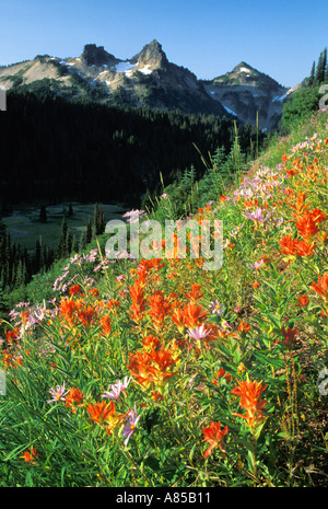 Kleine Blumen Pinsel wachsen in Wiese mit Tatoosh Range im Hintergrund Mount Rainier Nationalpark Washington Stockfoto