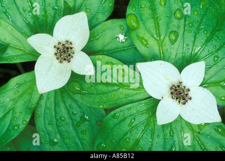 Bunchberry Boden Hartriegel Suiattle River Trail Mount Baker Snoqualmie National Forest Cascade Mountains Washington Stockfoto