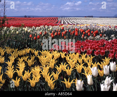 Tulpenfelder auf dem Bauernhof Roozengarda Tulpe im Skagit Valley am Mount Vernon Washington Stockfoto