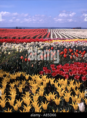 Tulpe Felder Roozengarda Tulpe Bauernhof im Skagit Valley am Mount Vernon Washington Stockfoto