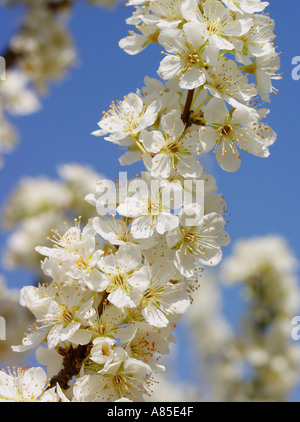 Pflaumenbaum Prunus sp Stockfoto